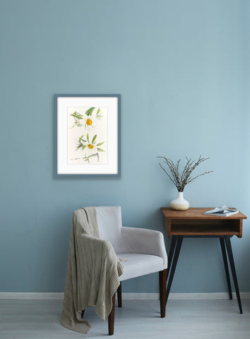 Botanical Prints: Early Windflower Peony