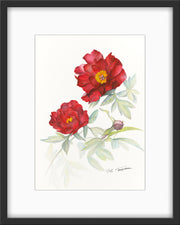 Botanical Prints: Sonoma Velvet Ruby Peony