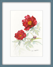 Botanical Prints: Sonoma Velvet Ruby Peony