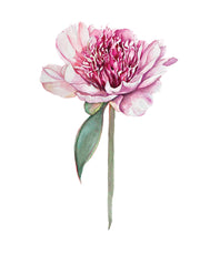 Botanical Prints: Paeonia Lactiflora “Do Tell”