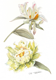 Botanical Prints: Green Lotus Peony