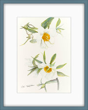 Botanical Prints: Early Windflower Peony