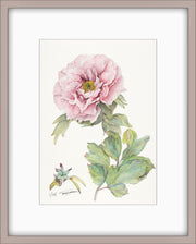 Botanical Prints: Shunkoju Peony