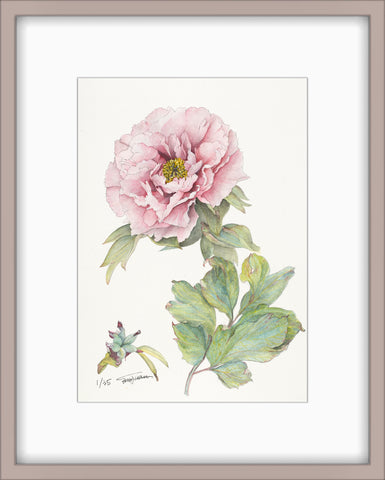 Botanical Prints: Shunkoju Peony