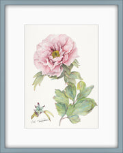 Botanical Prints: Shunkoju Peony