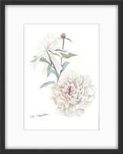 Botanical Prints: Festiva Maxima Peony