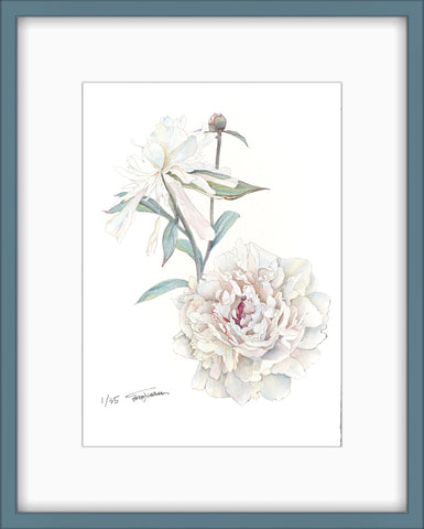 Botanical Prints: Festiva Maxima Peony