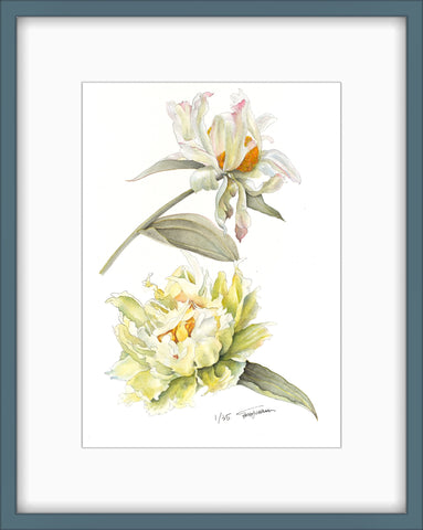 Botanical Prints: Green Lotus Peony