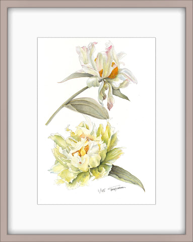 Botanical Prints: Green Lotus Peony