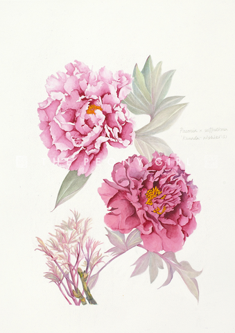 Botanical Prints: Kamada Nishiki Peony