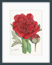 Botanical Prints: Christmas Velvet Peony