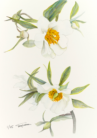 Botanical Prints: Early Windflower Peony