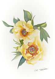 Botanical Prints: Garden Treasure Peony