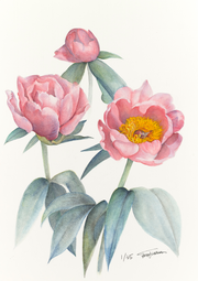 Botanical Prints: Lovely Rose Peony