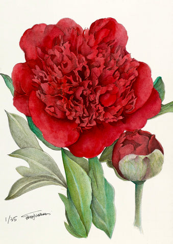 Botanical Prints: Christmas Velvet Peony