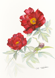Botanical Prints: Sonoma Velvet Ruby Peony