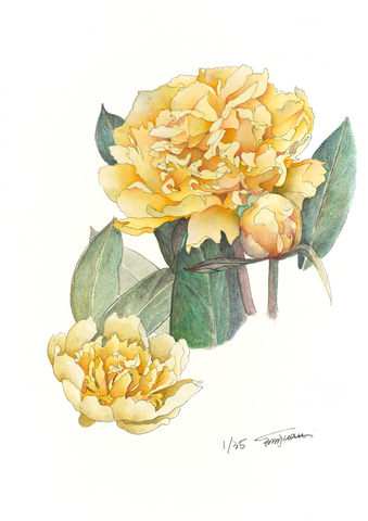 Botanical Prints: Goldilocks Peony
