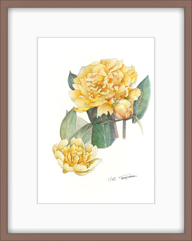 Botanical Prints: Goldilocks Peony