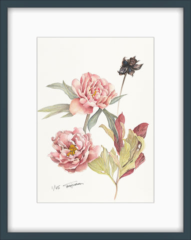 Singing in the Rain peony botanical art fine art print framed