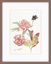 Singing in the Rain peony botanical art fine art print framed light