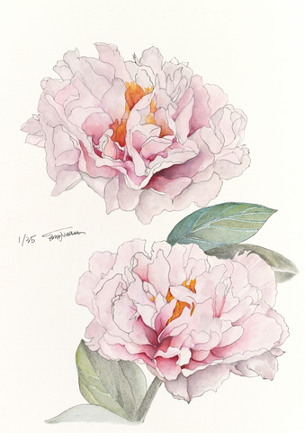 Botanical Prints: Blushing Princess Peony