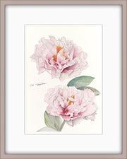 Botanical Prints: Blushing Princess Peony