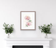 Botanical Prints: Blushing Princess Peony