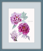 Botanical Prints: Kamada Nishiki Peony