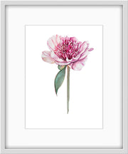 Botanical Prints: Paeonia Lactiflora “Do Tell”