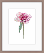 Botanical Prints: Paeonia Lactiflora “Do Tell”