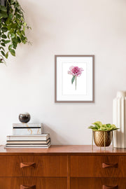 Botanical Prints: Paeonia Lactiflora “Do Tell”