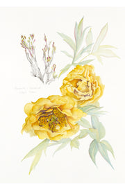 Botanical Prints: High Noon Peony