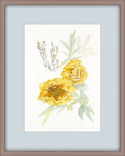 Botanical Prints: High Noon Peony