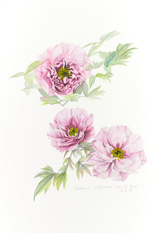 Botanical Prints: Rou Fu Rong 肉芙蓉