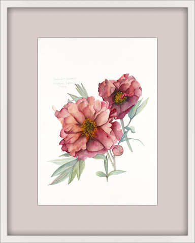 Framed Madame Louis Henry peony print