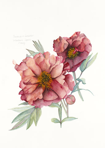 Madame Louis Henry peony print